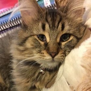 Meet your Posher, Chrisa